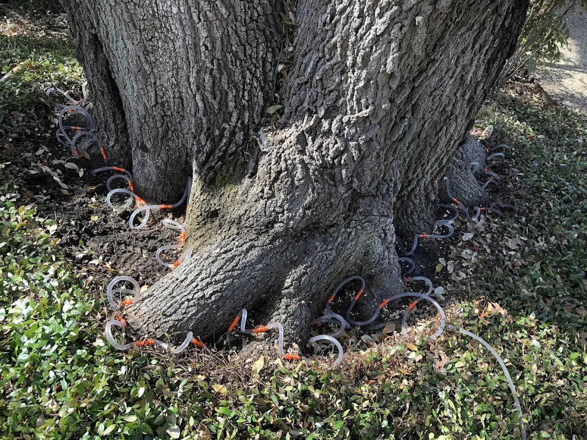 Detailed Tree Cabling and Bracing job site in Austinville