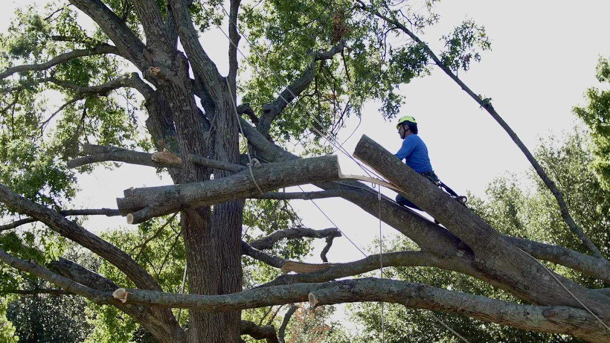 Professional Crown Thinning performed by certified arborists in Austinville